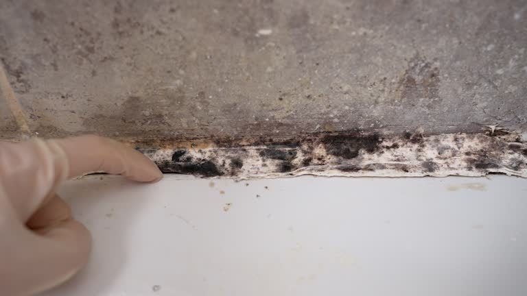 Best Water Damage & Mold Remediation  in Centre Hall, PA